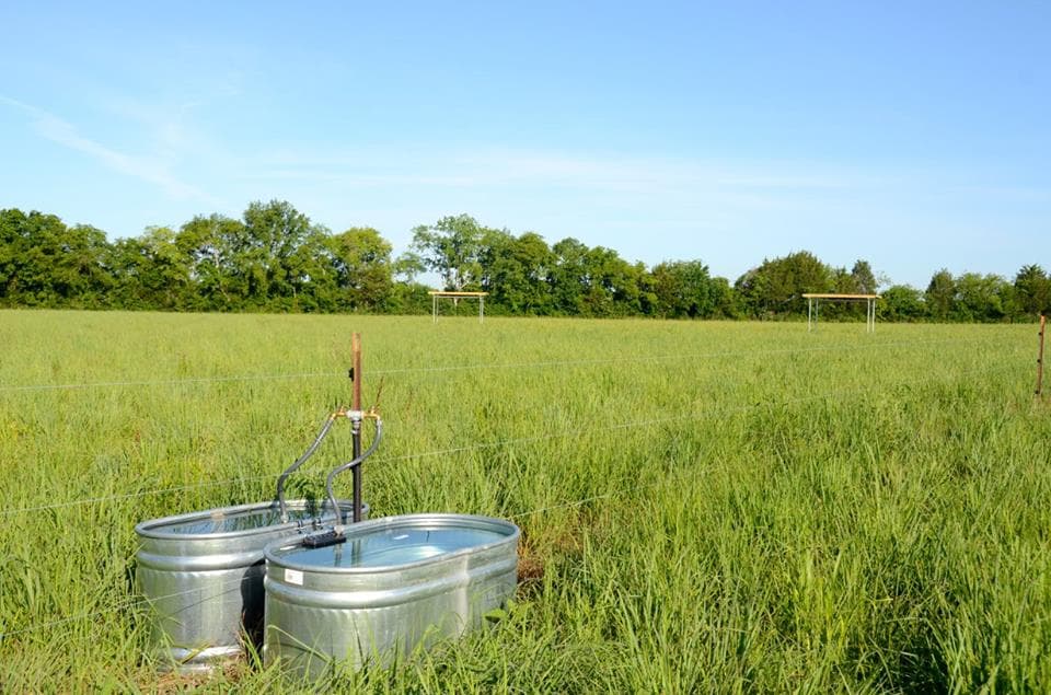 Two galvanized steel stock tanks in a green pasture under a clear sky, the kind of cattle trough that doubles as a cold plunge.